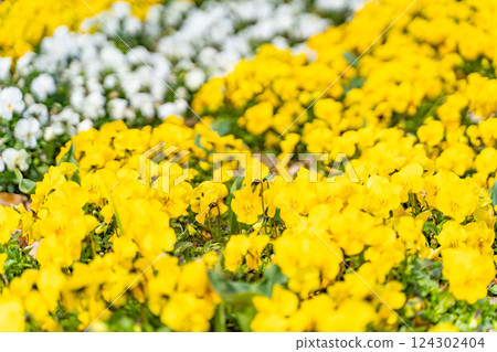 到處都是黃色的花② 到處都是黃色的花② 124302404