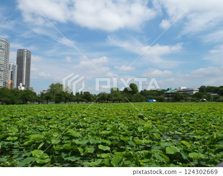 A park in Tokyo seen from a lotus pond A park in Tokyo seen from a lotus pond 124302669