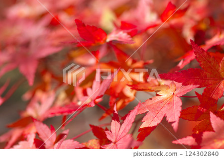 Maple leaves bathed in the late autumn sunshine Maple leaves bathed in the late autumn sunshine 124302840