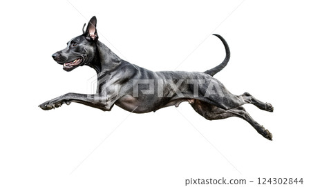 Dane leaps joyfully in mid-air against a neutral background showcasing athleticism and grace 124302844