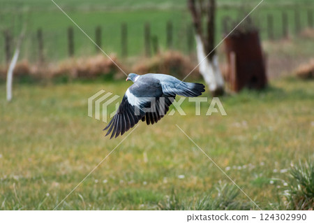 Wood pigeon in a garden, columba palumbus 124302990