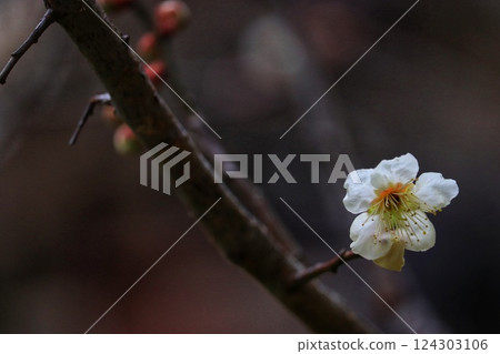 Tsukigase Plum Grove (Nara City, Nara Prefecture) 124303106