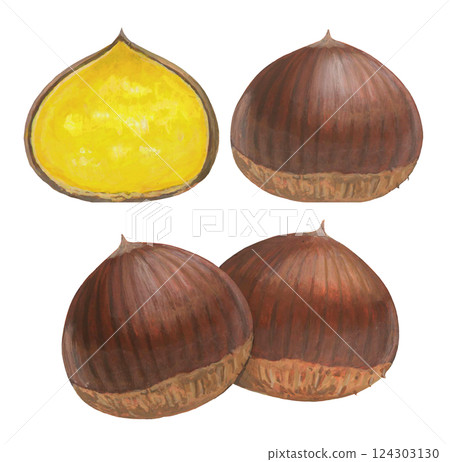 Chestnut illustration set 124303130