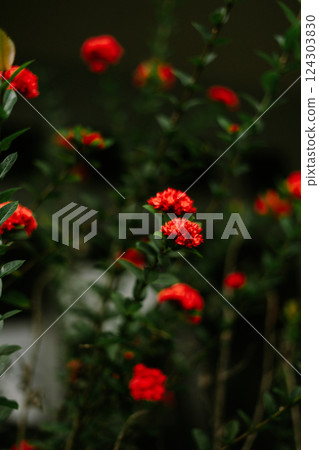 red flowers in the garden red flowers in the garden 124303830