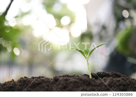 Pumpkin sprout growing, home gardening Pumpkin sprout growing, home gardening 124303866