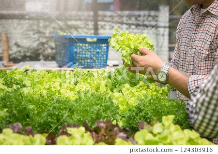 Farmer harvest organic hydroponic green oak lettuce in plant nursery farm. 124303916