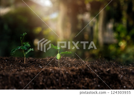 The seedlings are growing from the rich soil with the morning sun shining. Young Plant Growing In Sunlight. ecology concept. 124303935