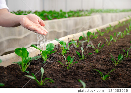 Farmer's hand watering the Spinach seedling that was planted in the nursery. 124303936