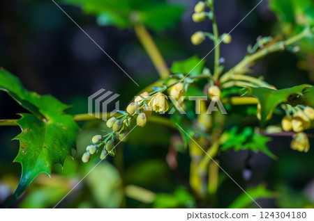 冬青葉十大功勞的黃色花蕾與花朵 冬青葉十大功勞的黃色花蕾與花朵 124304180