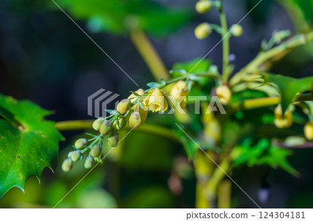 冬青葉十大功勞的黃色花蕾與花朵 124304181