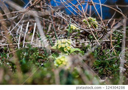 Butterbur shoots emerging from the bank in early spring Butterbur shoots emerging from the bank in early spring 124304286