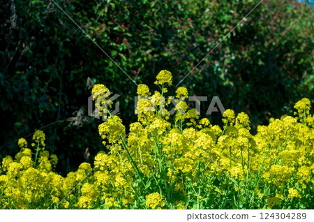 Rape blossoms that herald the arrival of spring Rape blossoms that herald the arrival of spring 124304289