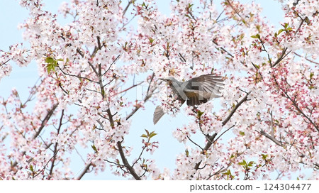 Cherry blossoms and a brown-eared bulbul 124304477