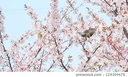 Bulbuls flying among cherry blossoms 124304478