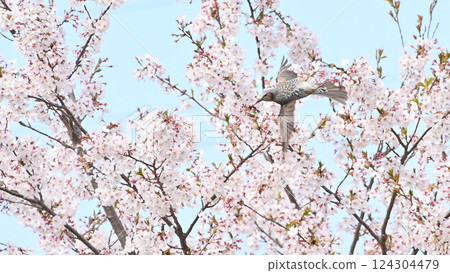 Bulbuls flying among cherry blossoms 124304479