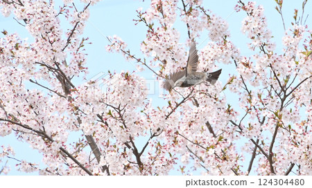 Bulbuls flying among cherry blossoms 124304480