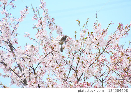 櫻花和棕色的眼睛 124304498