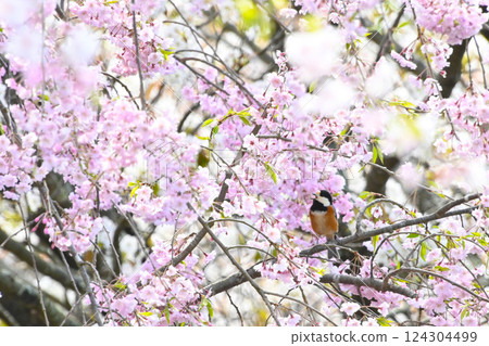 櫻花和野豬 124304499