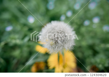 蒲公英 124304620