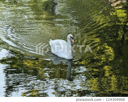 Cobb swans 124304900