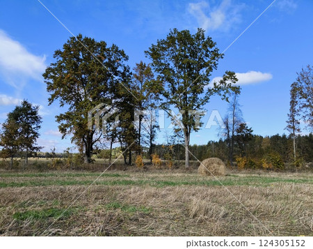 Countryside landscape. Beautiful typical autumn landscape of the countryside. beautiful rural farming landscape 124305152