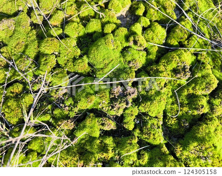 Green moss, natural forest flora, beautiful moss 124305158