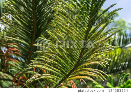 An Exquisite Display of Lush Green Botanical Foliage Presented in Vibrant, EyeCatching Detail 124305334