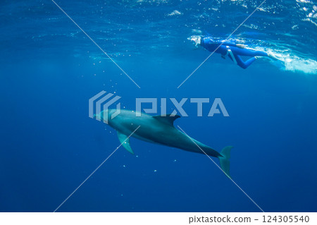 Dolphin swimming in Ogasawara, Tokyo 124305540