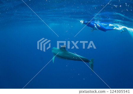 Dolphin swimming in Ogasawara, Tokyo 124305541