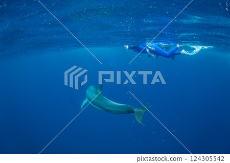 Dolphin swimming in Ogasawara, Tokyo Dolphin swimming in Ogasawara, Tokyo 124305542