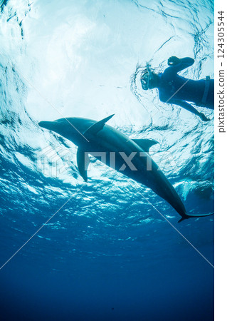 Dolphin swimming in Ogasawara, Tokyo 124305544