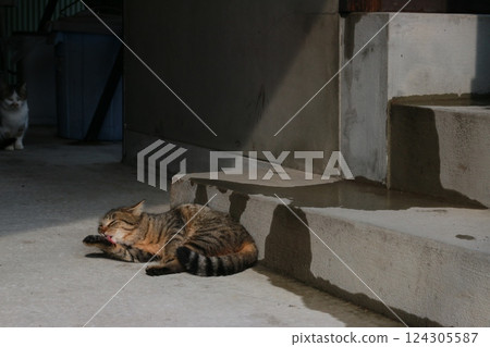 Cat resting 124305587