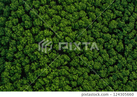 Aerial view of green forest in summer. Nature and environment. Aerial view of green forest in summer. Nature and environment. 124305660