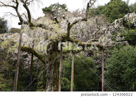 Chokozan Shotaiji Temple Weeping Cherry Chokozan Shotaiji Temple Weeping Cherry 124306022