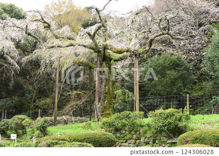 Chokozan Shotaiji Temple Weeping Cherry Blossoms 124306028