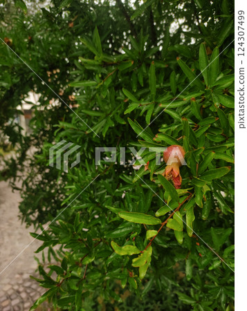 Small pomegranate fruit growing on a tree with vibrant green leaves, captured in bibione, italy, during the summer season Small pomegranate fruit growing on a tree with vibrant green leaves, captured in bibione, italy, during the summer season 124307499