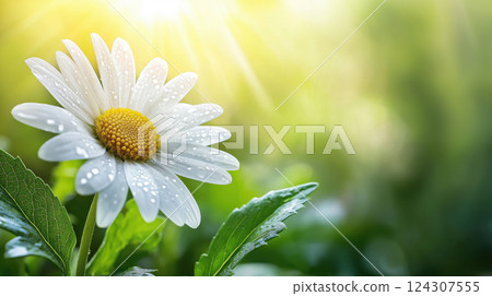 Closeup of Daisy Flower with Dew in Morning Sunlight 124307555