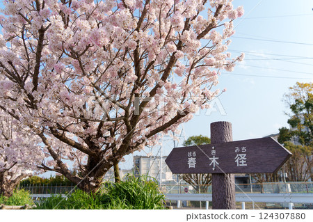 日本的春天神奈川縣南橋原沿川川一帶的春天，綠樹成蔭的櫻花盛開 124307880