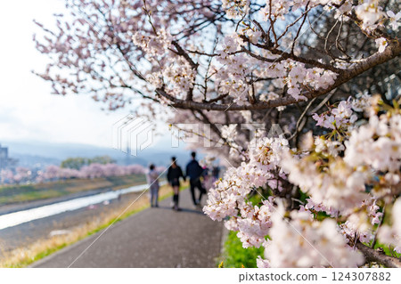Spring in Japan Minamiashigara, Kanagawa Prefecture Along the Karikawa Spring tree-lined cherry blossoms 124307882