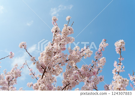 Blue sky and pink cherry blossoms (Ashigara Sakura, an endemic species of Minamiashigara City) 124307883