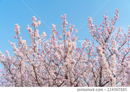 Blue sky and pink cherry blossoms (Ashigara Sakura, an endemic species of Minamiashigara City) 124307885