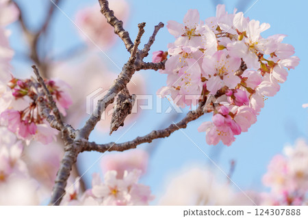 Bagworms and pink cherry blossoms (Ashigara Sakura, an endemic species of Minamiashigara City) 124307888