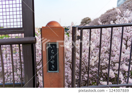 The spring cherry blossoms of Ichinoseki Harane, an endemic species of Minamiashigara City 124307889