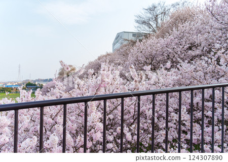 The spring cherry blossoms of Ichinoseki Harane, an endemic species of Minamiashigara City The spring cherry blossoms of Ichinoseki Harane, an endemic species of Minamiashigara City 124307890