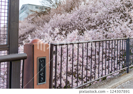 The spring cherry blossoms of Ichinoseki Harane, an endemic species of Minamiashigara City 124307891