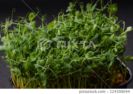 Young fresh green pea microgreen sprouts in plastic box 124308044