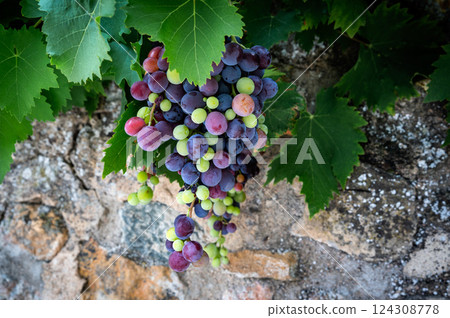 Mixed colored grapes in a vineyard Mixed colored grapes in a vineyard 124308778