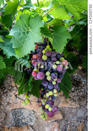 Mixed colored grapes in a vineyard 124308780