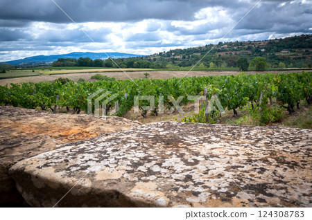 Beautiful vineyard landscape in France 124308783