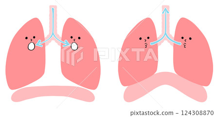 Pulmonary breathing: Illustration of healthy lungs and diaphragm 124308870